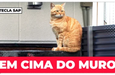 Como é ficar em cima do muro em inglês? Descubra agora