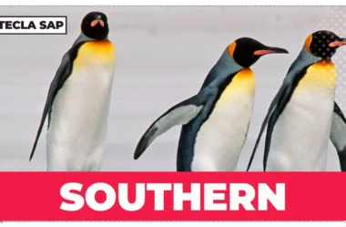 Pronúncia de SOUTHERN: guia rápido para não errar mais