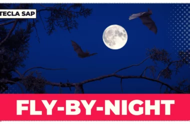 Você sabe o que FLY-BY-NIGHT quer dizer? Entenda agora!