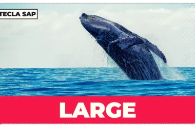 LARGE? Qual é o significado e a tradução do falso cognato?