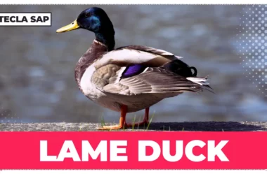 LAME DUCK? Qual é o significado e a tradução da expressão?