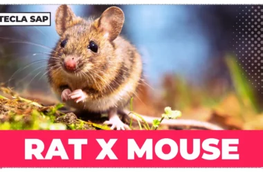 RAT x MOUSE: exemplos práticos para não errar mais