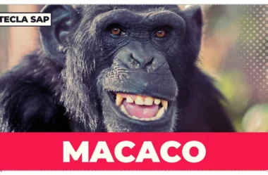 Macaco em inglês: guia completo para diferenciar MONKEY, APE e JACK