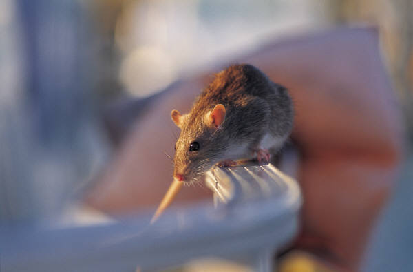 rat.jpg