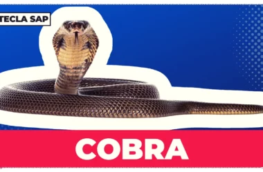 COBRA? Qual é o significado e a tradução desse falso cognato?