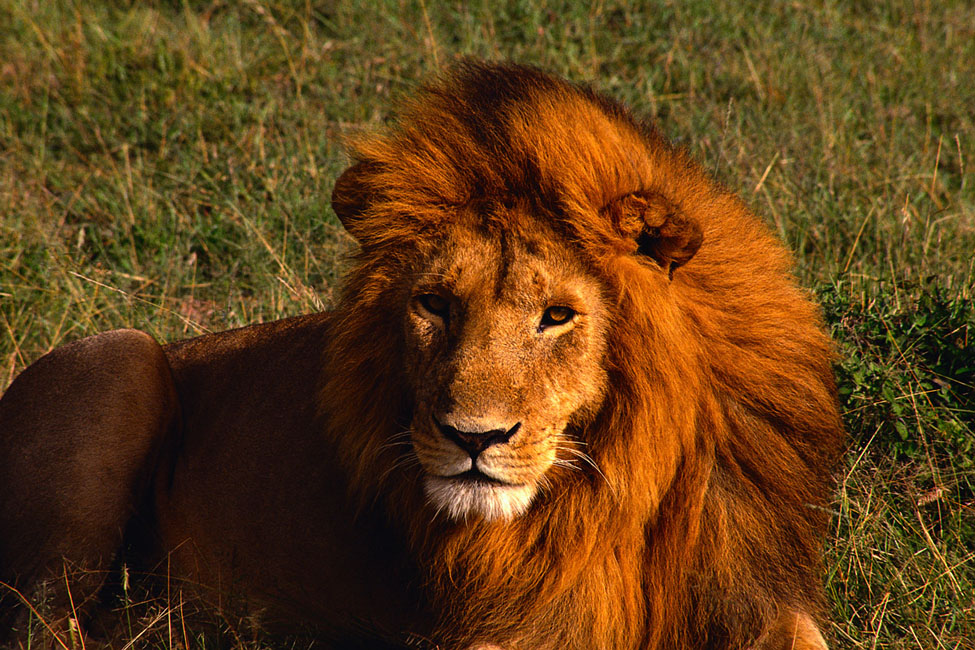 Já descobriu o que a palavra Lion em inglês quer dizer