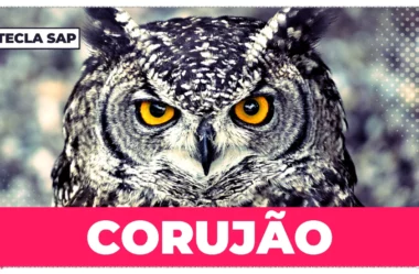 Corujão? Qual é a gíria para “voo noturno” em inglês?