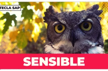 SENSIBLE? Qual é a tradução do falso cognato?
