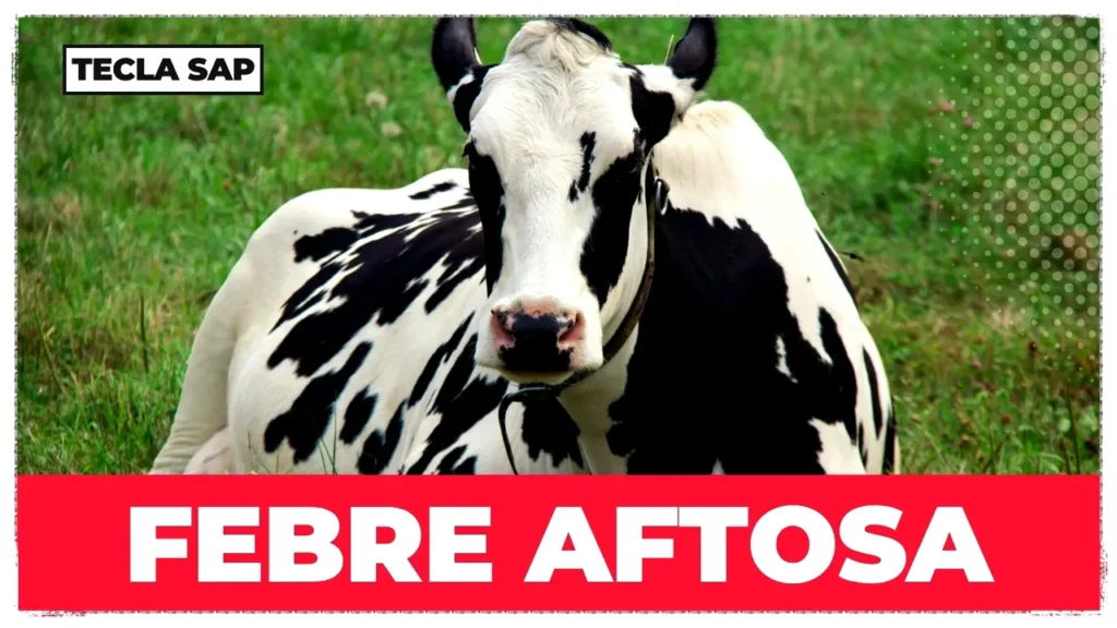 FEBRE AFTOSA