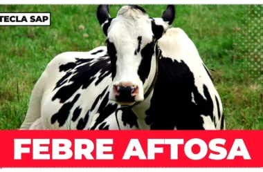 Como é febre aftosa em inglês? Aprenda agora para não pagar mico