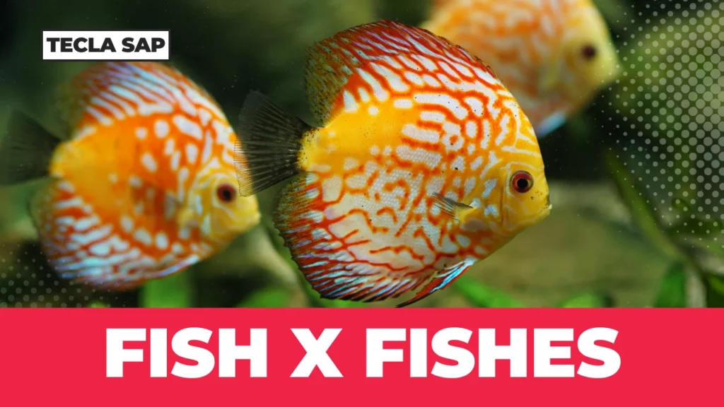 FISH x FISHES