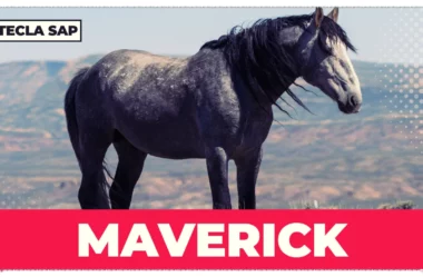 MAVERICK? Qual é a origem e o significado da palavra?