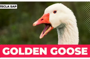 GOLDEN GOOSE? Qual é o significado e a tradução?