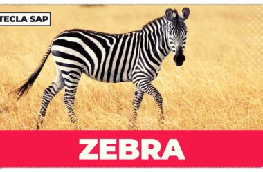 Zebra? Como se diz “zebra” (azarão) em inglês?