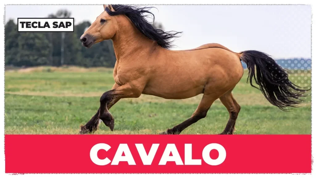 CAVALO