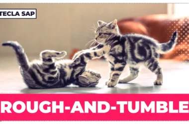 ROUGH-AND-TUMBLE? Qual é o significado da expressão?