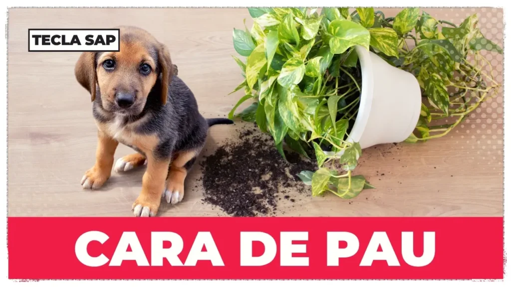 CARA DE PAU