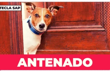 Antenado? Qual é o equivalente da gíria em inglês?