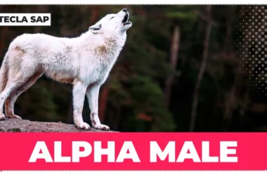 Descubra agora o que ALPHA MALE quer dizer em inglês