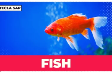 FISH – Lista de 17 expressões idiomáticas com “FISH”