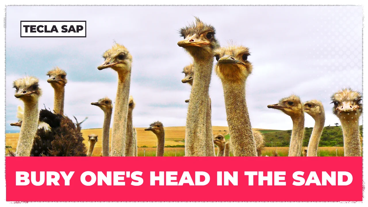 BURY ONE'S HEAD IN THE SAND? O que a expressão significa?