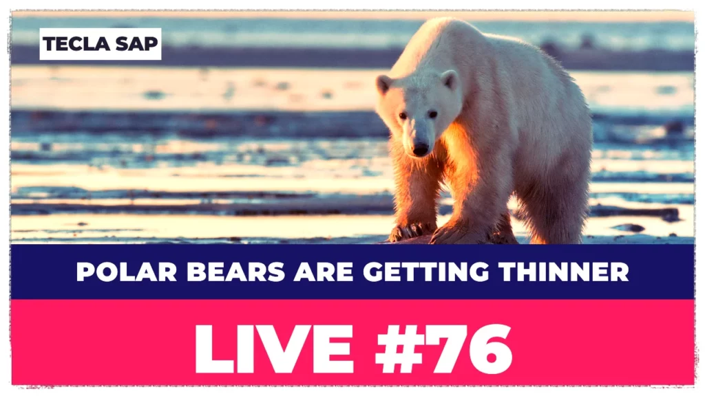 Polar bears are getting thinner and having fewer cubs