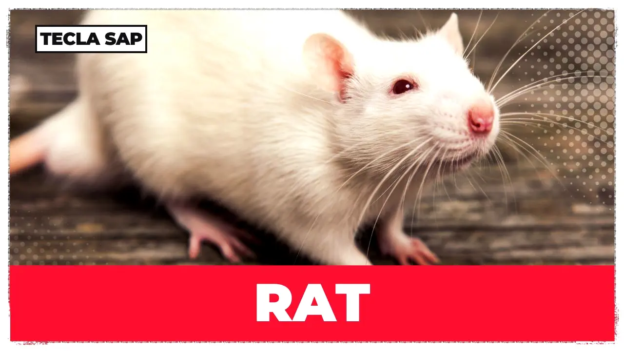rat em inglês