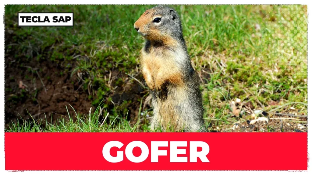 GOFER