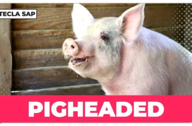 Qual é o significado de PIGHEADED em inglês? Guia completo