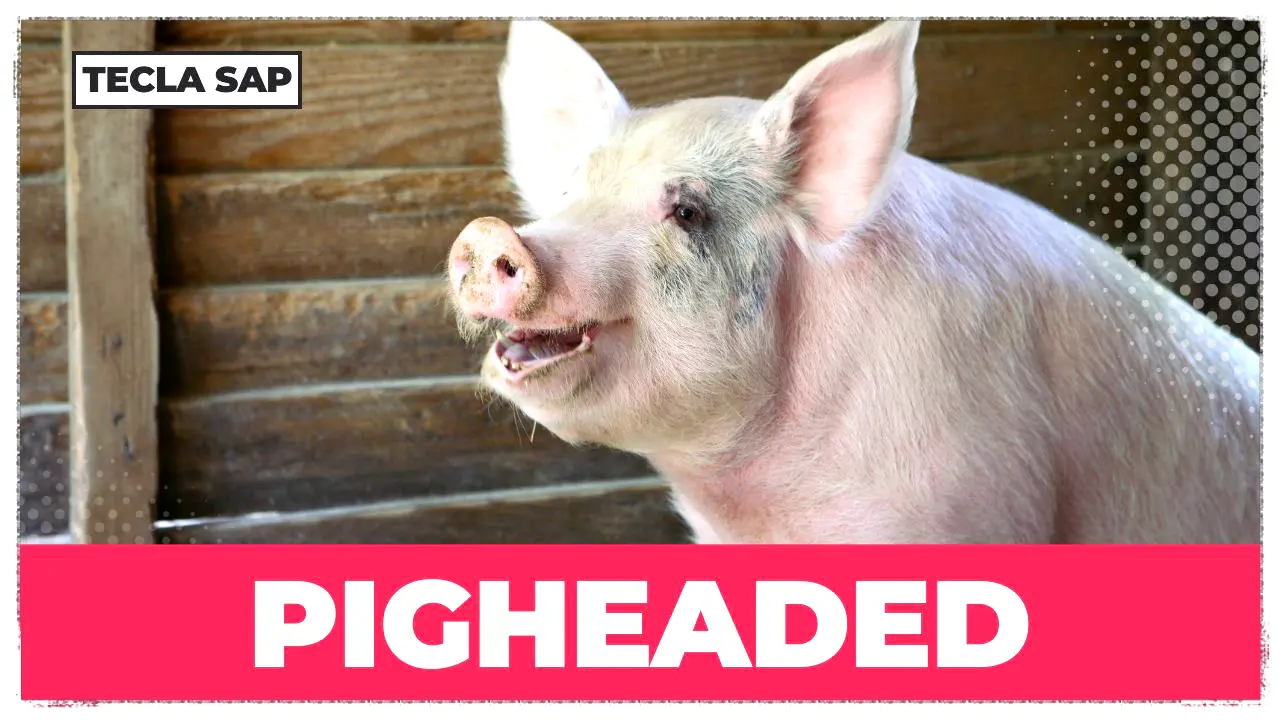 Pigheaded