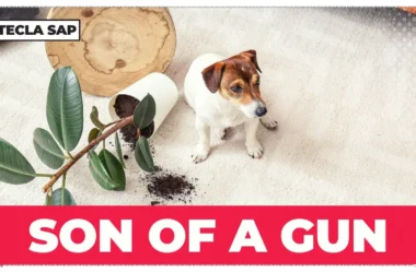 SON OF A GUN em português: o guia completo para não errar nunca mais