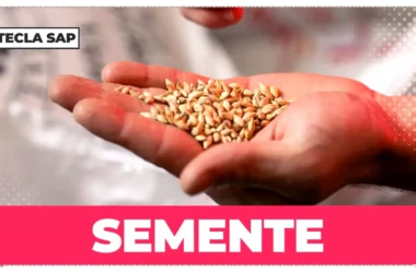Semente em inglês: guia completo de SEED a GRAIN, do campo ao tênis
